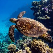 Carrières des Lumières – Océan, Immersion dans le Monde Sous-Marin